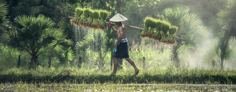 farmer, harvest, agriculture-1822530.jpg