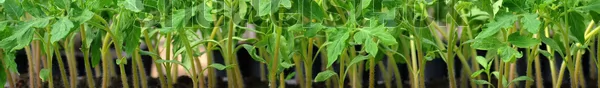 tomato-seedling-plastic-tray-20-600w-115168945