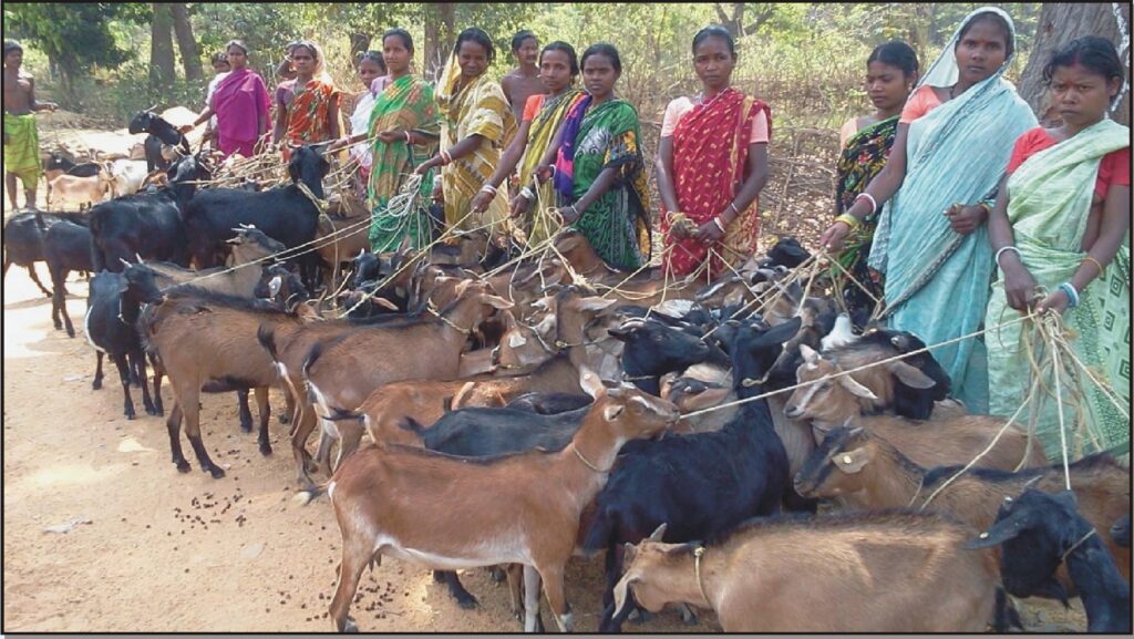 Goat and sheep farming